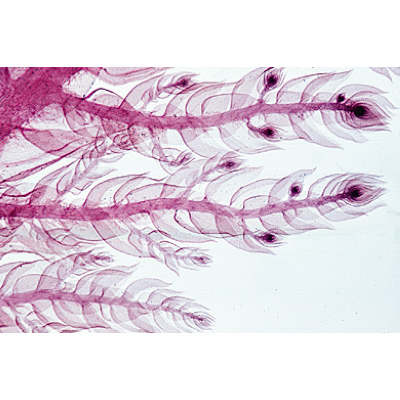 隐花植物门，基本组, 1004250 [W13425], 显微镜载玻片