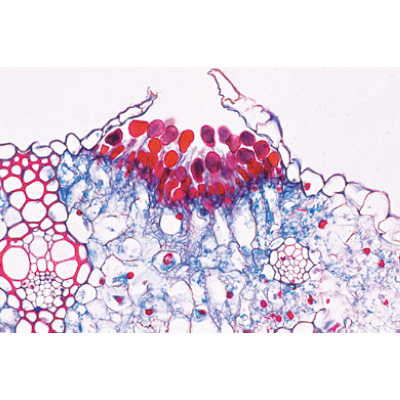 隐花植物门，补充组I, 1004251 [W13426], 显微镜载玻片