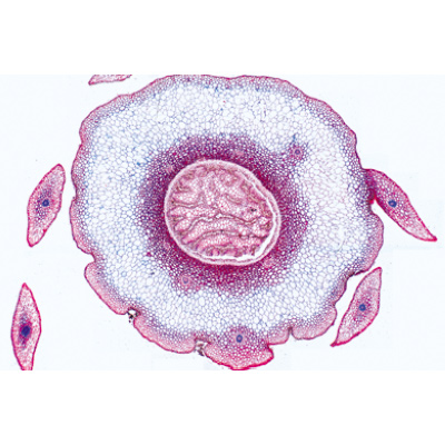 隐花植物门，补充组II, 1004252 [W13427], 显微镜载玻片