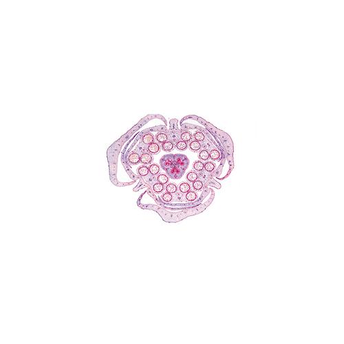 Phan&eacute;rogames, s&eacute;rie &eacute;l&eacute;mentaire - Anglais, 1004253 [W13428], Lames microscopiques Anglais
