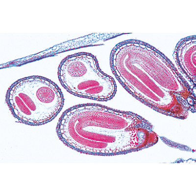 显花植物，基本组, 1004253 [W13428], 显微镜载玻片