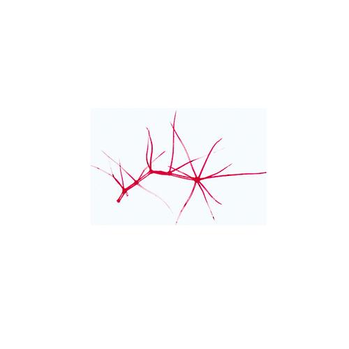 Phan&eacute;rogames, s&eacute;rie suppl&eacute;mentaire - Anglais, 1004254 [W13429], Lames microscopiques Anglais