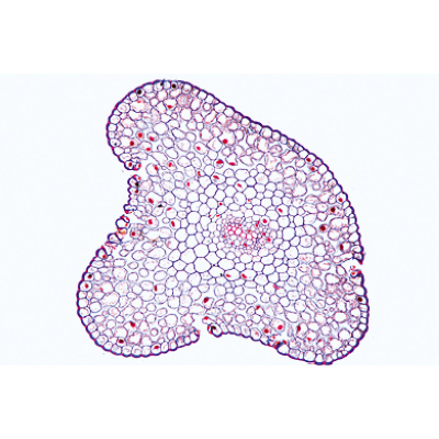 Disposition et types de paquets vasculaires - Anglais, 1004255 [W13430], Lames microscopiques Anglais