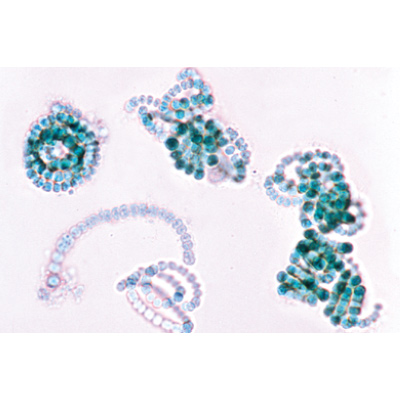 Микропрепараты «Загрязнение воды, проблемы и результаты», на английском языке, 1004257 [W13432], Микроскопы Слайды LIEDER