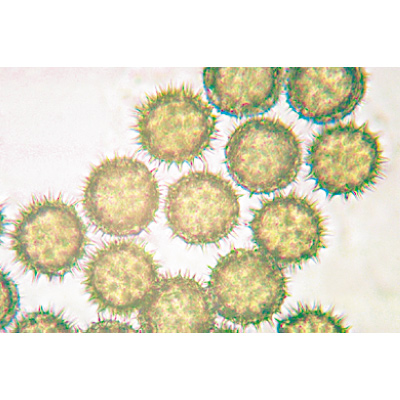 大气污染和致敏原, 1004259 [W13434], 显微镜载玻片
