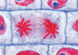 Biologie g&eacute;n&eacute;rale, S&eacute;rie A de base - Anglais, 1004261 [W13436], Lames microscopiques Anglais