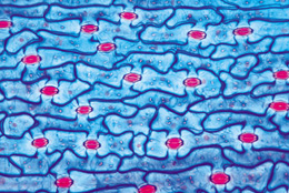 Biologie g&eacute;n&eacute;rale, S&eacute;rie B, compl&eacute;mentaire de A - Anglais, 1004262 [W13437], Lames microscopiques Anglais