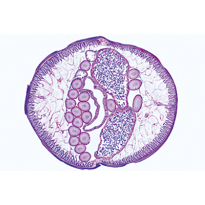 Parasitolog&iacute;a General, Colecci&oacute;n peque&ntilde;a - ingl&eacute;s, 1004266 [W13441], Ingl&eacute;s