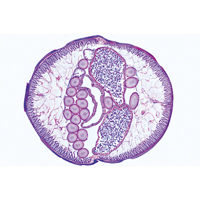Parasitologie générale, petite série - Anglais, 1004266 [W13441], Préparations microscopiques LIEDER