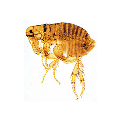 Parasitologie g&eacute;n&eacute;rale, petite s&eacute;rie - Anglais, 1004266 [W13441], Lames microscopiques Anglais