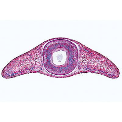 La vie microscopique dans l&rsquo;eau, II partie - Anglais, 1004267 [W13442], Lames microscopiques Anglais