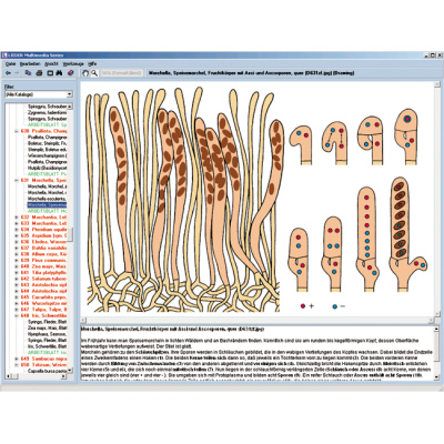 微观生物学 – B组, 1004270 [W13451], 生物学软件包