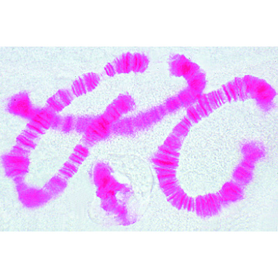 Mitosis and Meiosis Set I, 1013468 [W13456], Célula vegetal