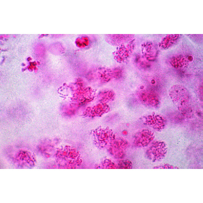 Mitoz ve Mayoz Seti I - İngilizce, 1013468 [W13456], Bitki hücresi