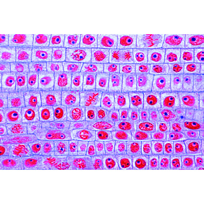 Mitosis and Meiosis Set II, 1013474 [W13457], Plant Cell