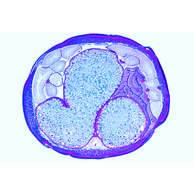 The Ascaris megalocephala Embryology, 1013479 [W13458], Zellteilung