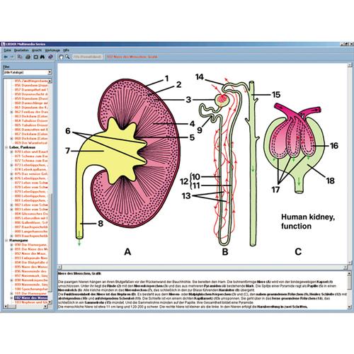 Feeding Organs And Metabolism In The Human Body Interactive Cd