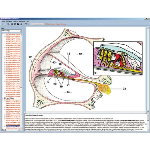 Sense organs as a window to the world, Interactive CD-ROM, 1004276 [W13507], Biology Software