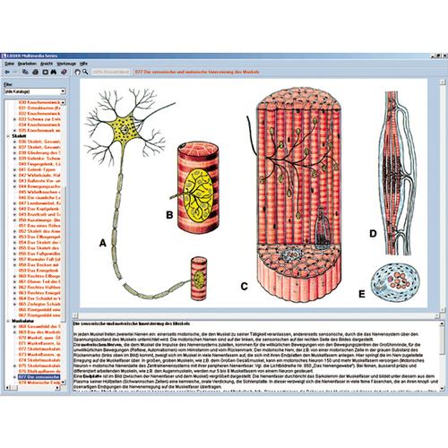 Human skeleton, musculature and apparatus of movement, Interactive CD-ROM, 1004277 [W13508], 생물학 소프트웨어