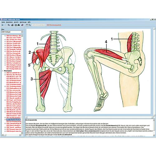Skelett, Muskulatur und Bewegungsapparat des Menschen, Interaktive CD-ROM, 1004277 [W13508], Biologie Software