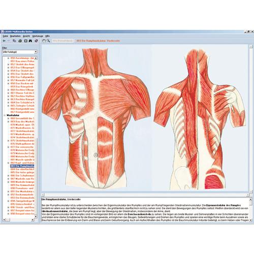 Skelett, Muskulatur und Bewegungsapparat des Menschen, Interaktive CD-ROM, 1004277 [W13508], Biologie Software