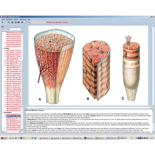 Human skeleton, musculature and apparatus of movement, Interactive CD-ROM, 1004277 [W13508], 생물학 소프트웨어