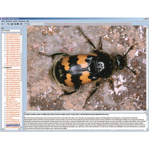 El mundo de los insectos, CD-ROM, 1004291 [W13522], Software de biología