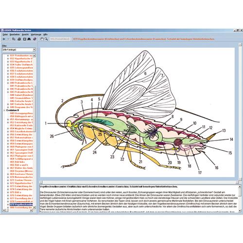 Die Welt der Insekten, Interaktive CD-ROM, 1004291 [W13522], Biologie Software