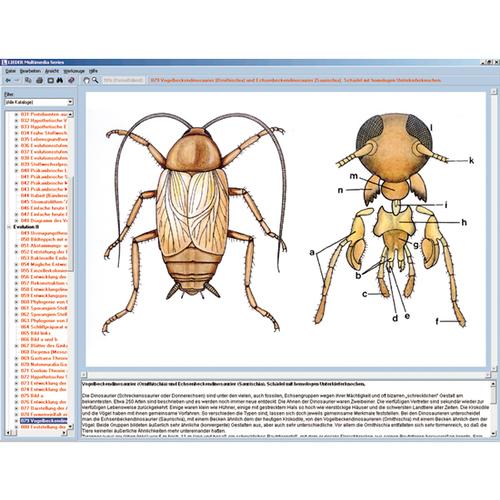 Die Welt der Insekten, Interaktive CD-ROM, 1004291 [W13522], Biologie Software