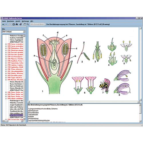 La biologia di fiori e frutta, CR-ROM, 1004295 [W13526], Software di Biologia