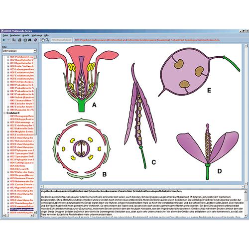 A virágok és gyümölcsök biológiája, interaktív CD-ROM, 1004295 [W13526], Biológiai software