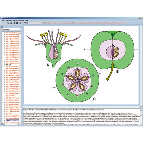 A virágok és gyümölcsök biológiája, interaktív CD-ROM, 1004295 [W13526], Biológiai software