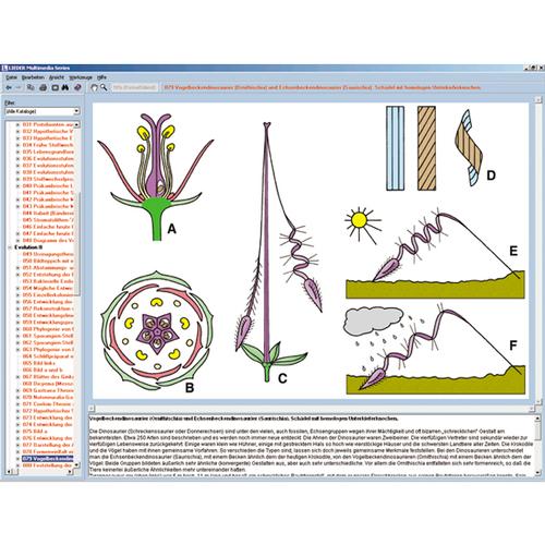 Die Biologie der Blüten und Früchte, Interaktive CD-ROM, 1004295 [W13526], Biologie Software