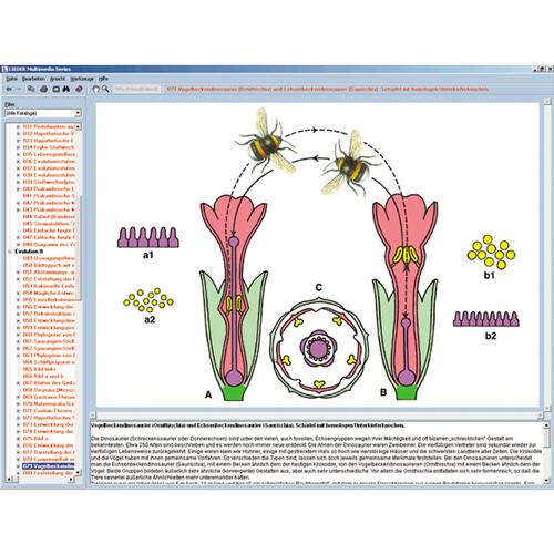 Die Biologie der Blüten und Früchte, Interaktive CD-ROM, 1004295 [W13526], Biologie Software