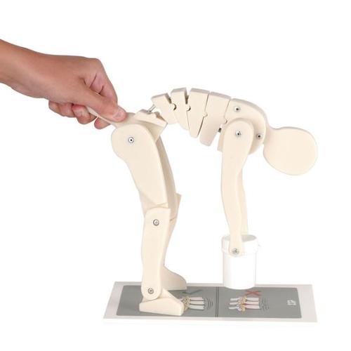 Figura para demonstra&ccedil;&atilde;o de postura, 1005101 [W19007], Modelo de coluna vertebral