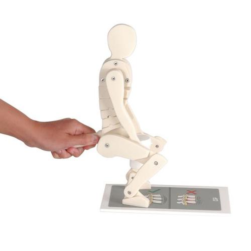 Figura humana de demostración para levantar objetos correctamente, 1005101 [W19007], Modelos de Columna vertebral