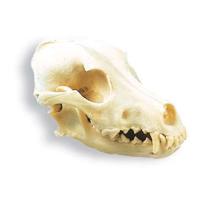 Cráneo de un perro (Canis lupus familiaris), rêplica, 1005104 [W19010], Estomatología