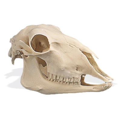 Cráneo de una oveja (Ovis aries), rêplica, 1005105 [W19011], Artiodáctilos (Artiodactyla)