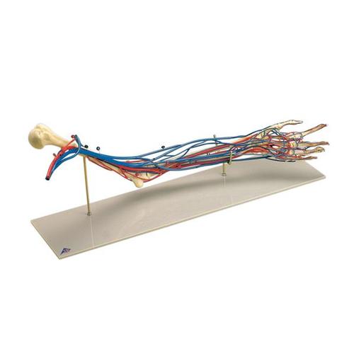 Brazo vascular, 1005109 [W19019], Modelos de esqueleto de brazo y mano