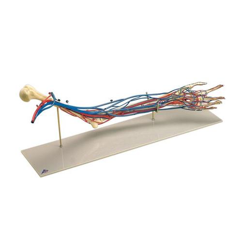 Gef&auml;&szlig;-Arm, 1005109 [W19019], Hand- und Armskelett Modelle