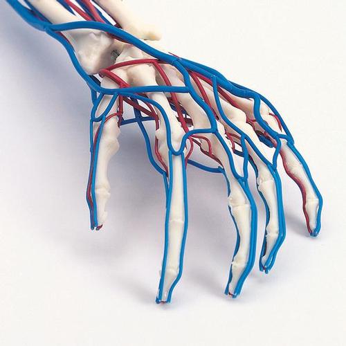 Brazo vascular, 1005109 [W19019], Modelos de esqueleto de brazo y mano