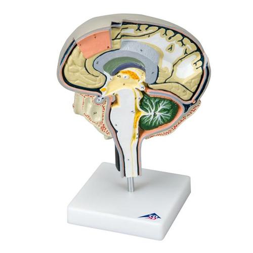 뇌 단면 모델 (내측 및 시상면 절단 포함)  Brain Section Model with Medial and Sagittal Cuts, 1005113 [W19026], 두뇌 모형