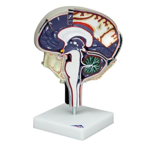 뇌척수액 순환 모형 
Cerebrospinal Fluid Circulation, 1005114 [W19027], 두뇌 모형