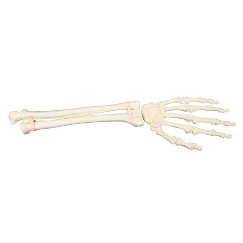 ORTHObones Mão e antebraço, lado esquerdo, 1018337 [W19143], 3B ORTHObones Premium