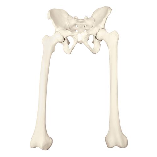 ORTHObones Premium Full pelvis with femurs, 1018342 [W19148], 3B ORTHObones Premium