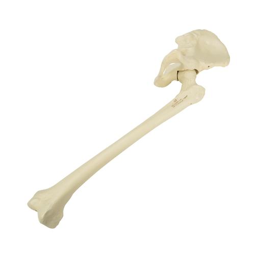 대퇴골이 있는 왼쪽 골반  ORTHObones Premium Left pelvis with femur, 1018343 [W19149], 3B 오쏘본 고급형
