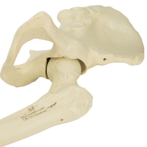 ORTHObones 高级版左骨盆模型，带股骨, 1018343 [W19149], 3B ORTHObones高级版模型产品