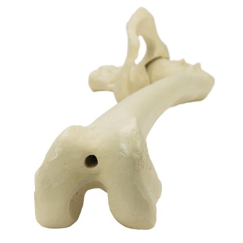 ORTHObones Premium Left pelvis with femur, 1018343 [W19149], 3B ORTHObones Premium
