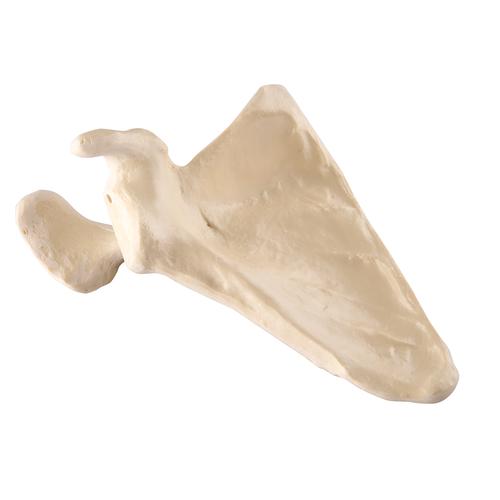3B Scientific® ORTHObones 高级版肩胛骨, 1018517 [W19151], 3B ORTHObones高级版模型产品