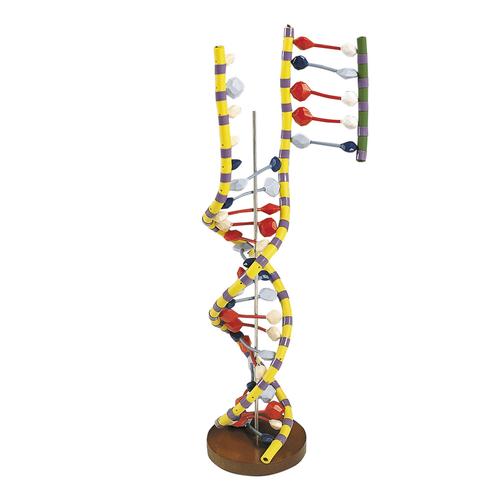 DNA Double Helix Model, 1005128 [W19205], DNA Models